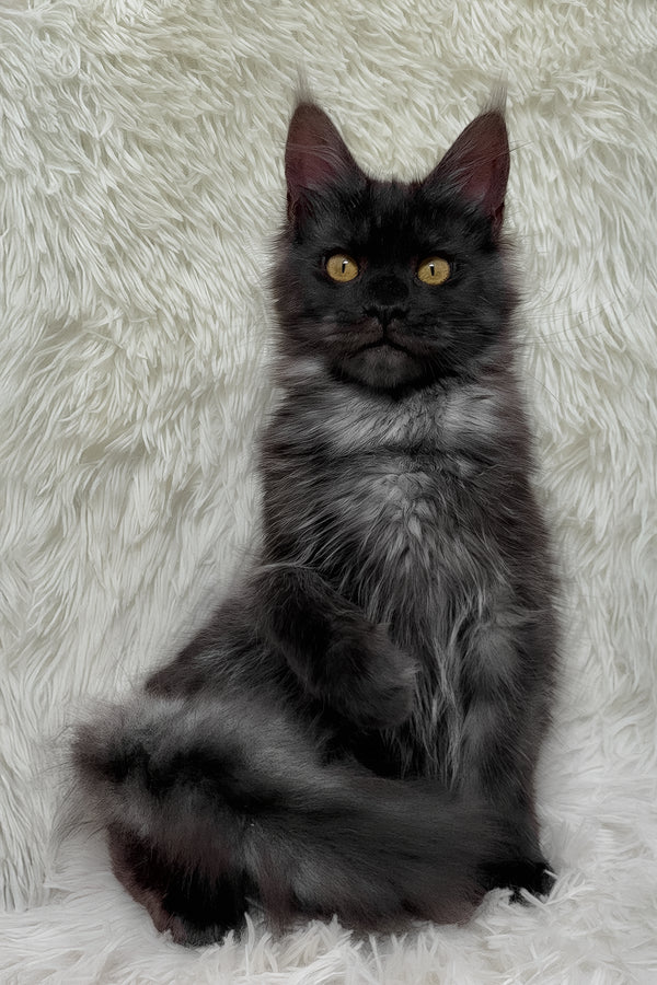 Feya | Maine Coon Kitten