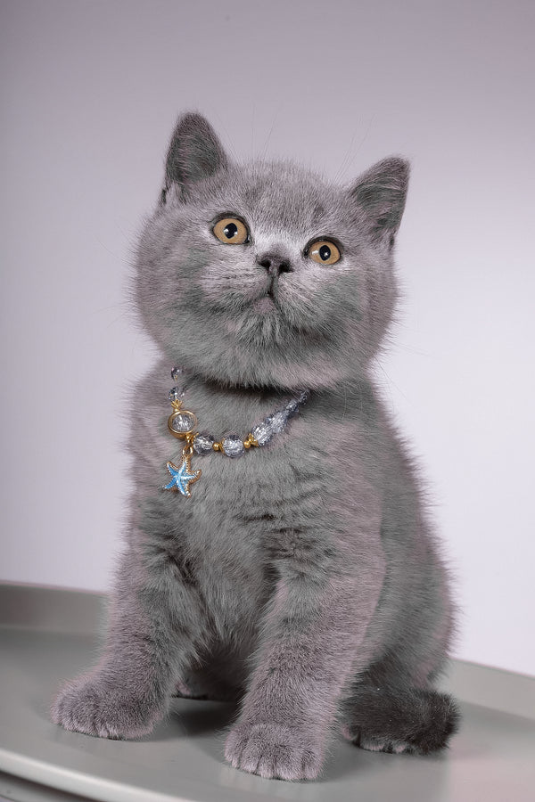 Fidji | British Shorthair Kitten