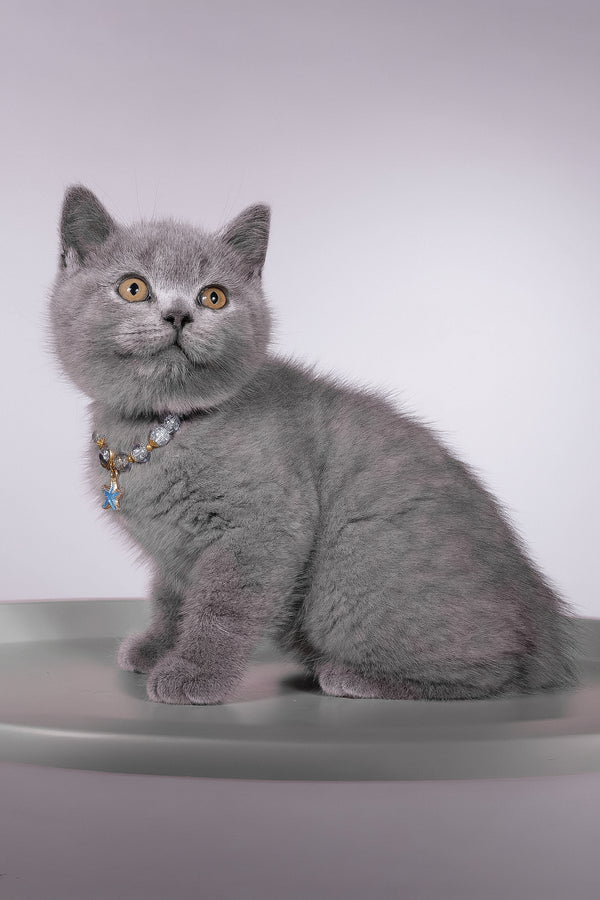 Fidji | British Shorthair Kitten