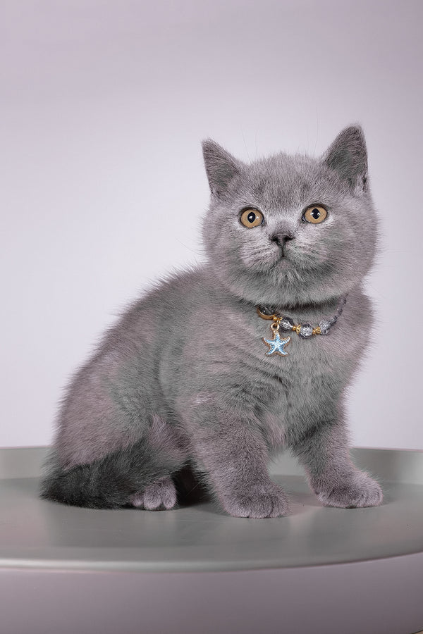 Fidji | British Shorthair Kitten