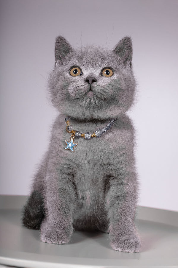 Fidji | British Shorthair Kitten