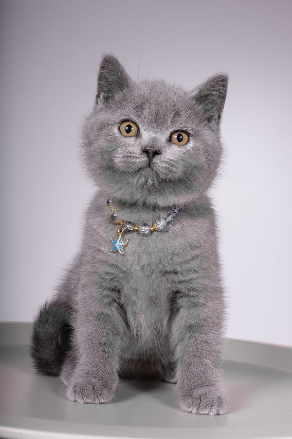 Fidji | British Shorthair Kitten