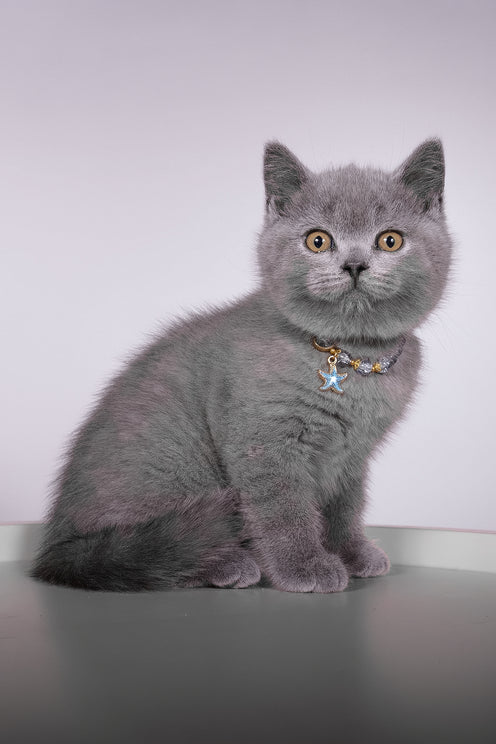 Fidji | British Shorthair Kitten