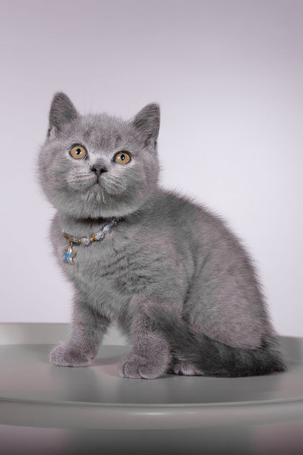Fidji | British Shorthair Kitten