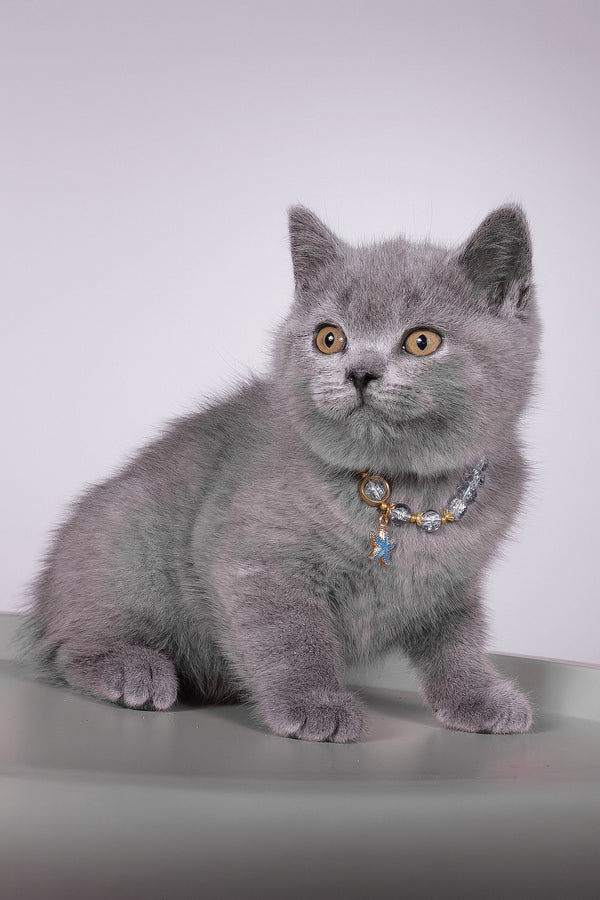 Fidji | British Shorthair Kitten