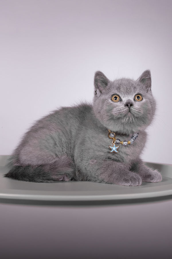 Fidji | British Shorthair Kitten