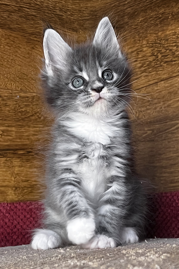 Finn | Maine Coon Kitten