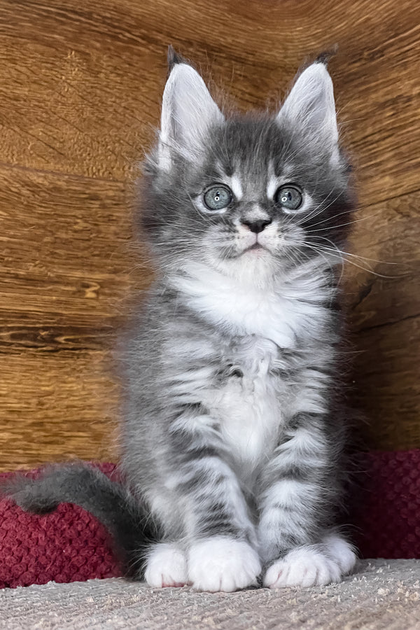 Finn | Maine Coon Kitten