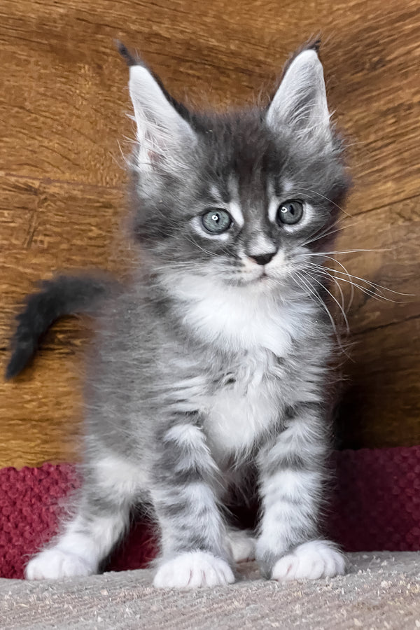 Finn | Maine Coon Kitten