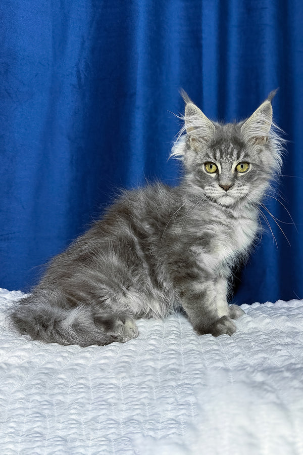 Faye | Maine Coon Kitten