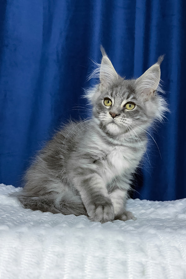 Faye | Maine Coon Kitten