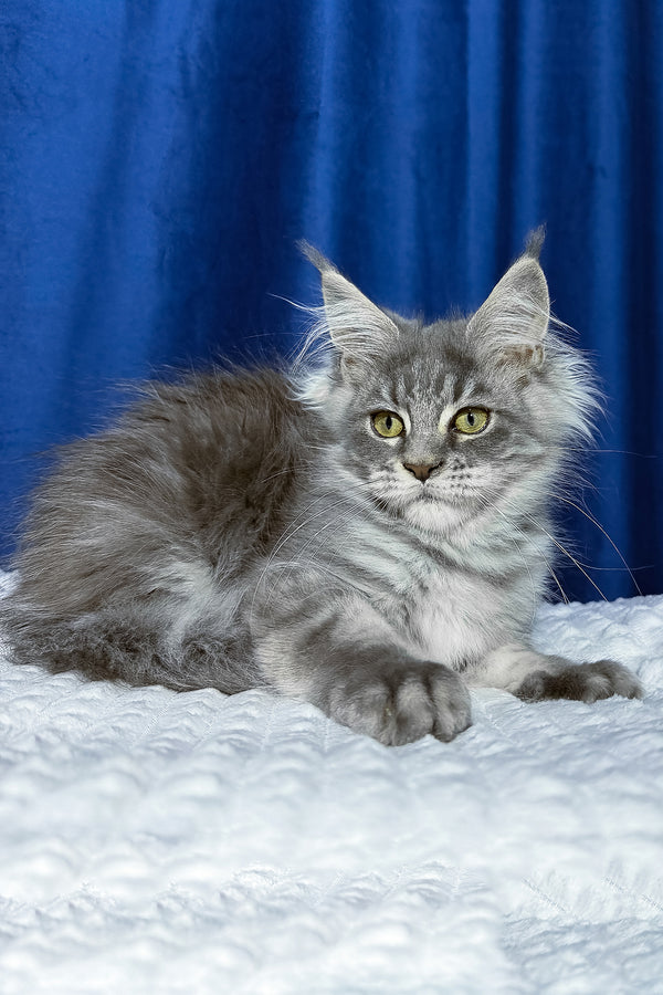 Faye | Maine Coon Kitten