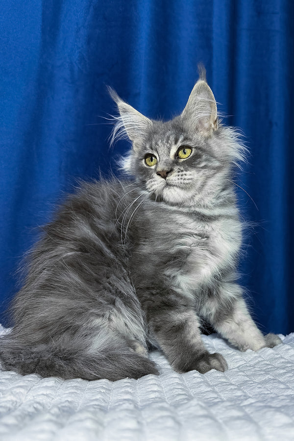 Faye | Maine Coon Kitten