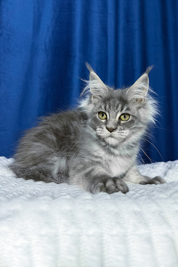 Faye | Maine Coon Kitten