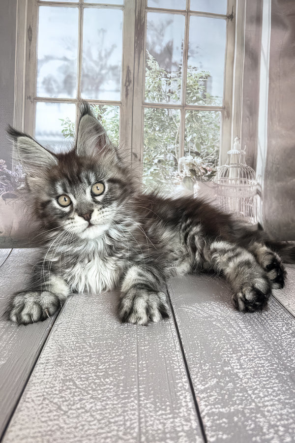 Florens | Maine Coon Kitten