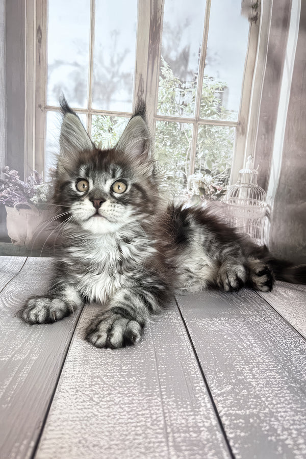 Florens | Maine Coon Kitten