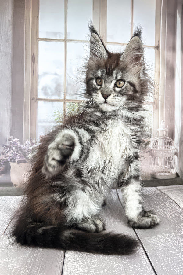 Florens | Maine Coon Kitten