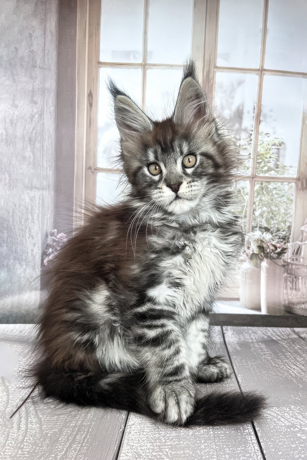 Florens | Maine Coon Kitten