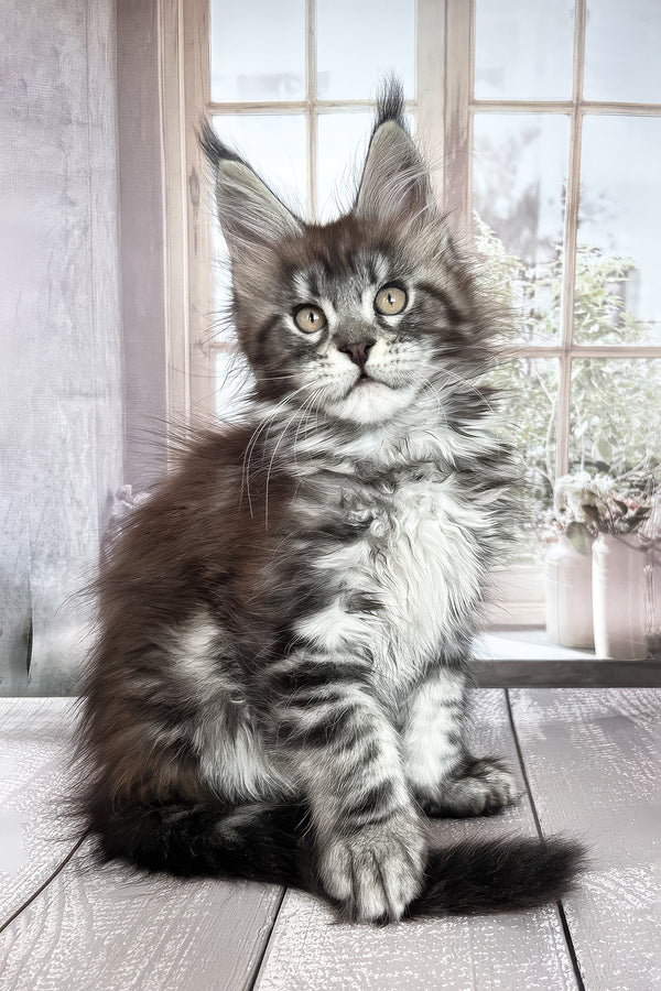 Florens | Maine Coon Kitten