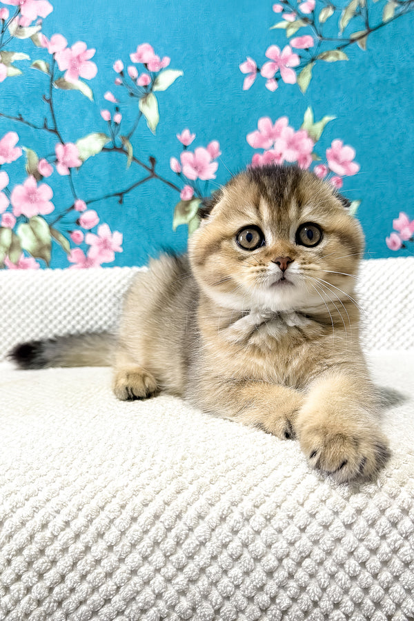 Foxy | Scottish Fold Kitten