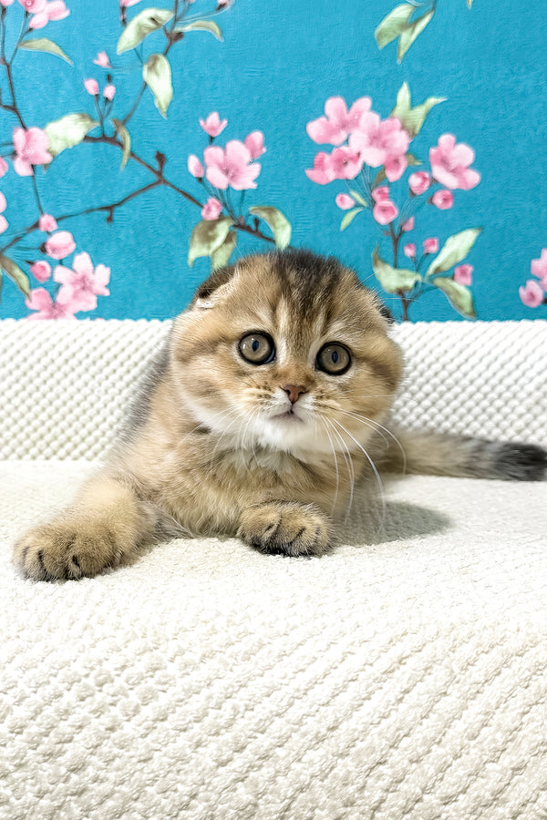Foxy | Scottish Fold Kitten