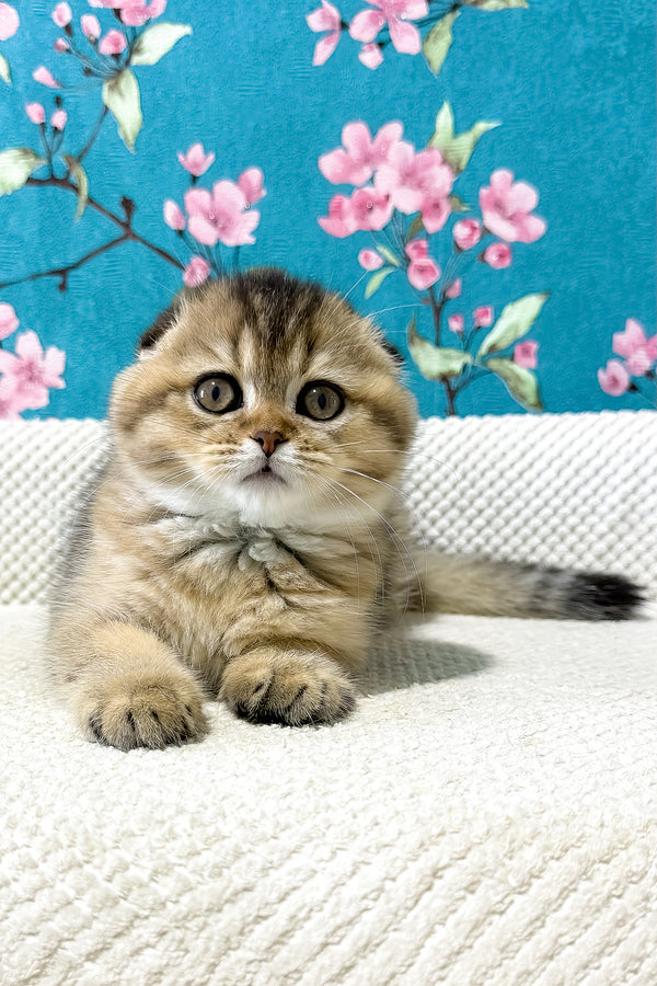 Foxy | Scottish Fold Kitten