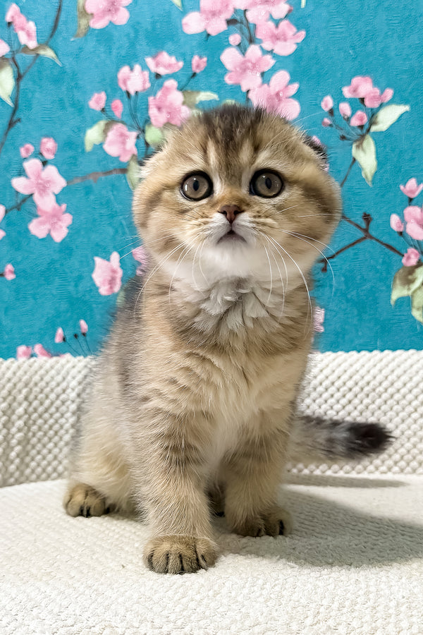 Foxy | Scottish Fold Kitten