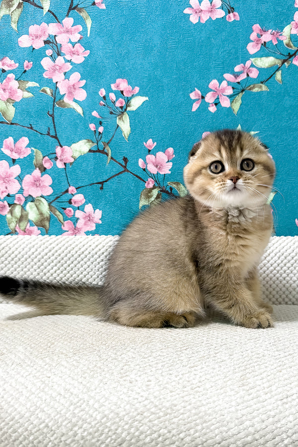 Foxy | Scottish Fold Kitten