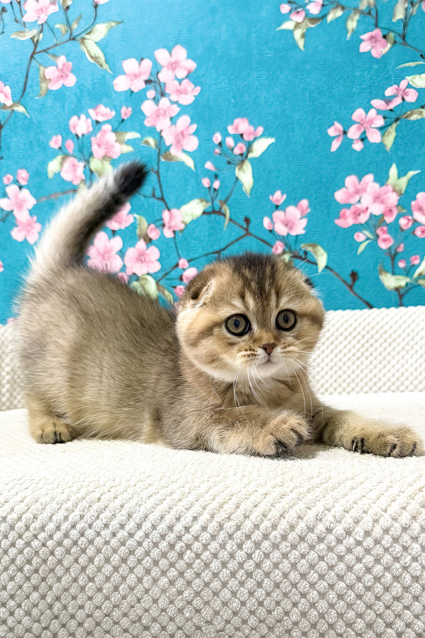 Foxy | Scottish Fold Kitten