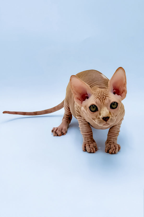 Frank | Canadian Sphynx Kitten