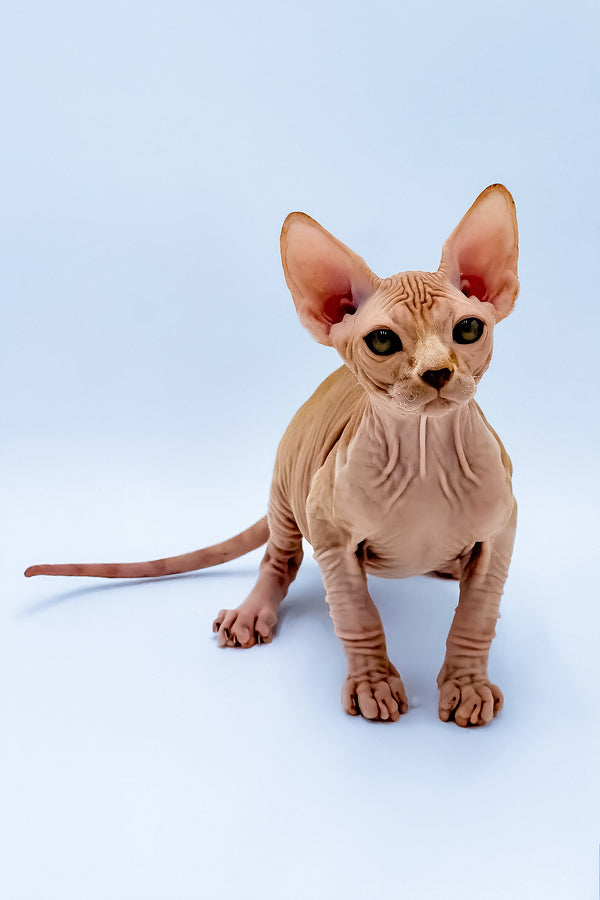 Frank | Canadian Sphynx Kitten