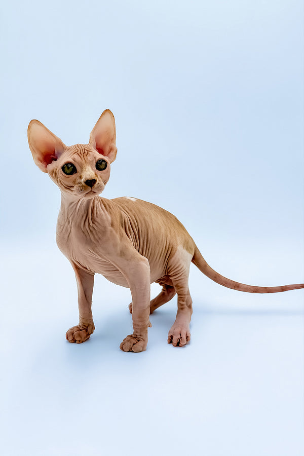 Frank | Canadian Sphynx Kitten