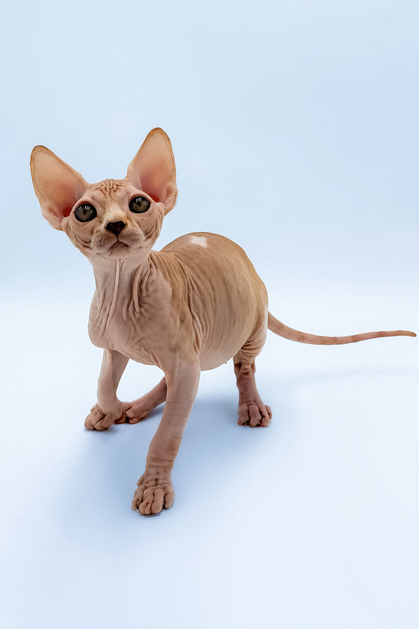 Frank | Canadian Sphynx Kitten