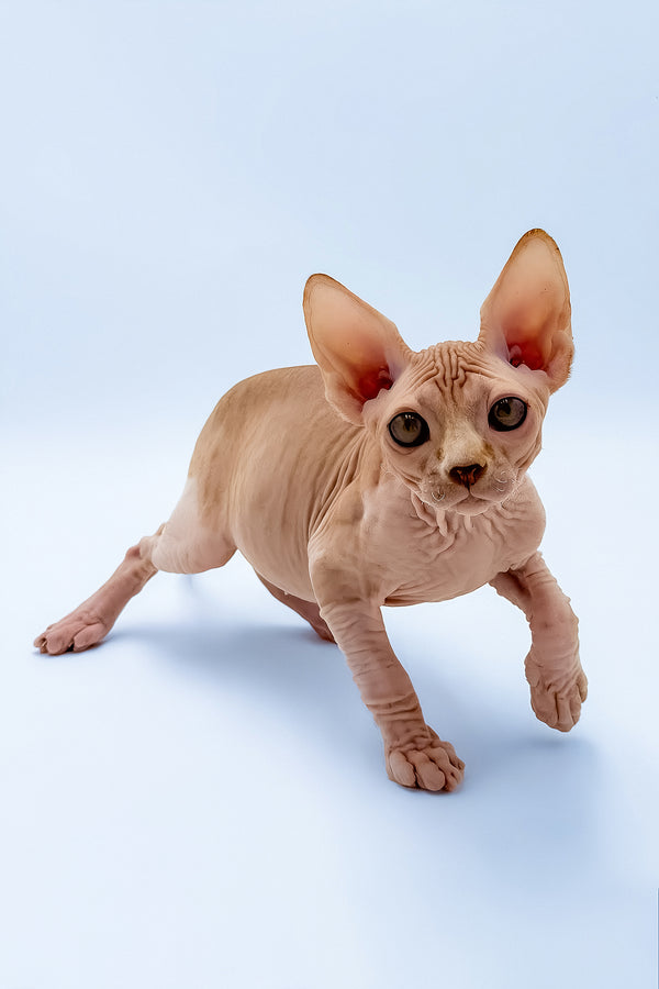 Frank | Canadian Sphynx Kitten