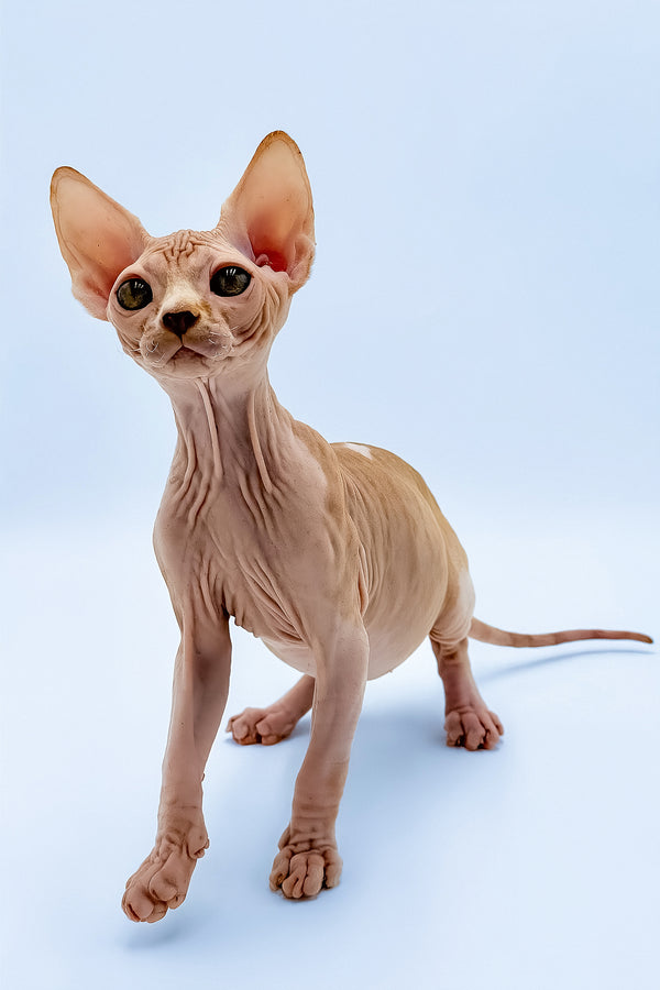 Frank | Canadian Sphynx Kitten