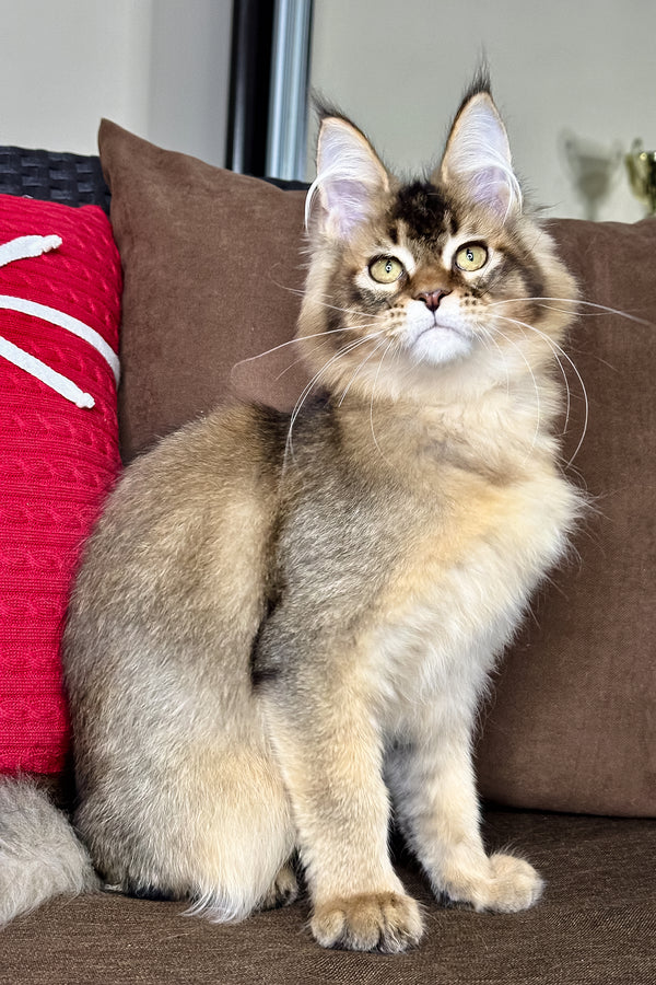 Franklin | Golden Maine Coon Kitten