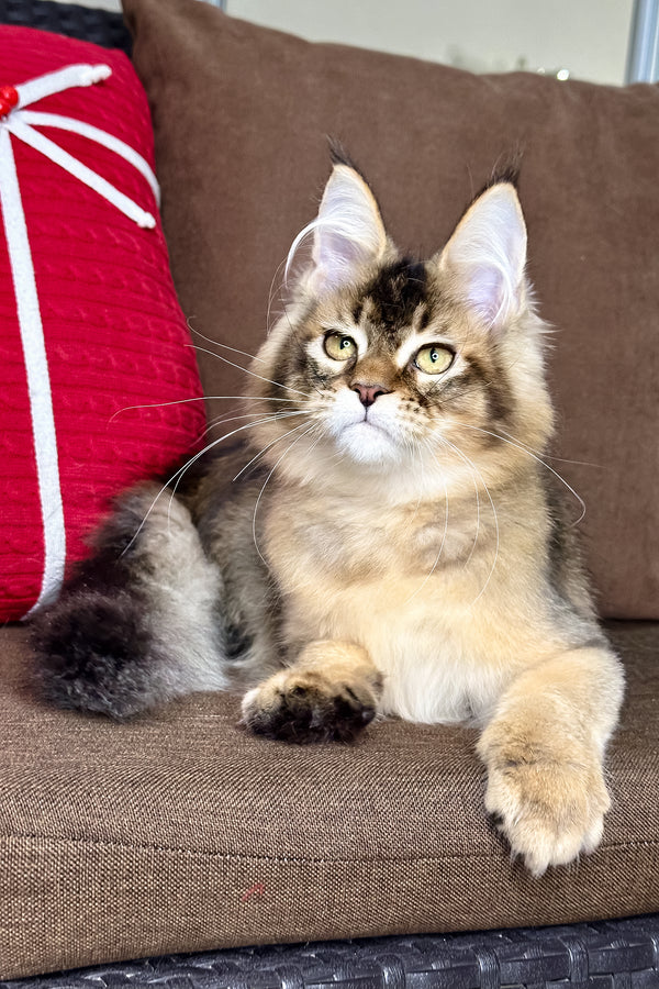 Franklin | Golden Maine Coon Kitten