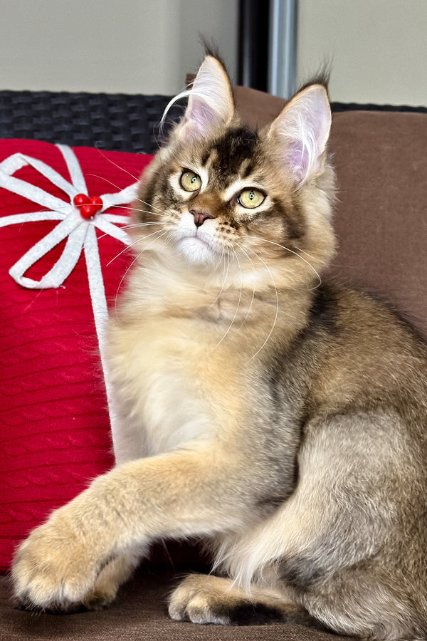 Franklin | Golden Maine Coon Kitten