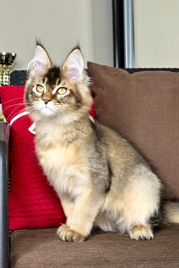 Franklin | Golden Maine Coon Kitten