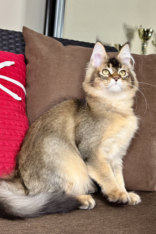 Franklin | Golden Maine Coon Kitten