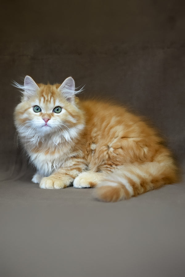 Freddy | Siberian Kitten