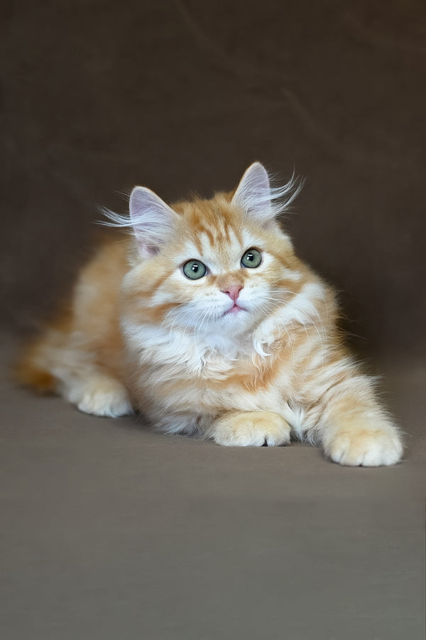 Freddy | Siberian Kitten