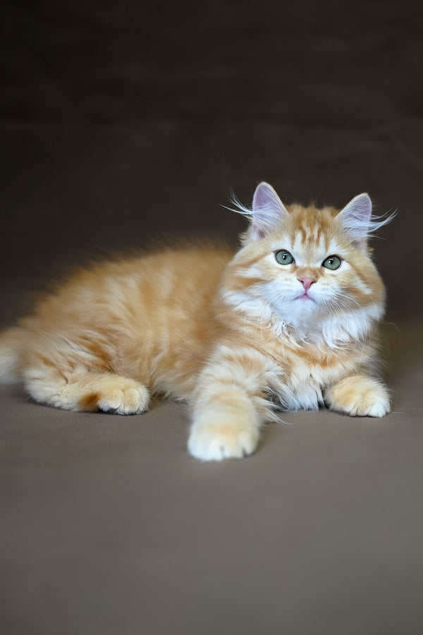 Freddy | Siberian Kitten