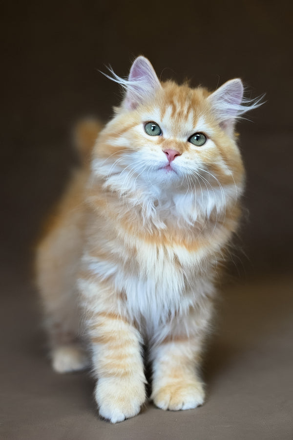 Freddy | Siberian Kitten