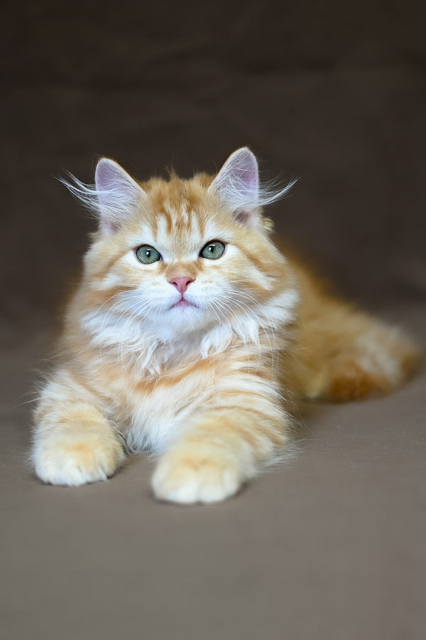 Freddy | Siberian Kitten