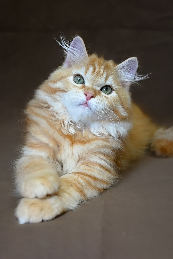 Freddy | Siberian Kitten
