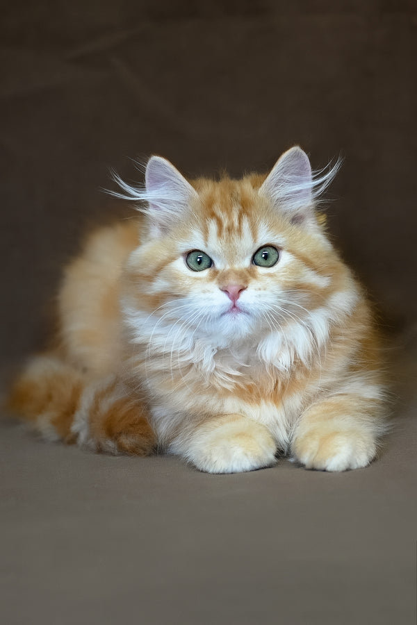 Freddy | Siberian Kitten