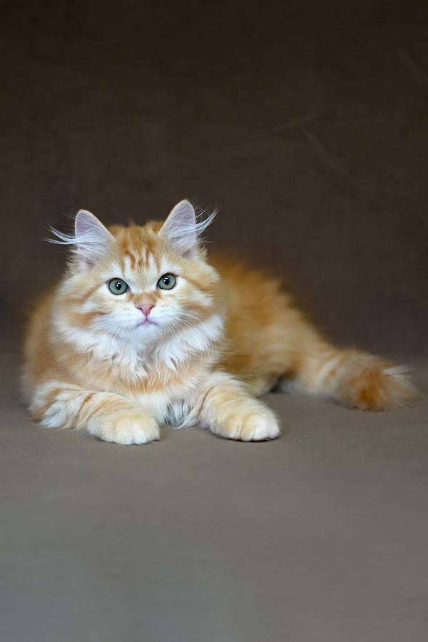 Freddy | Siberian Kitten