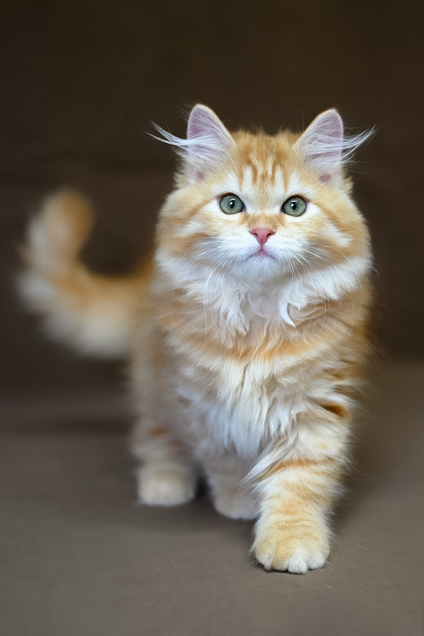 Freddy | Siberian Kitten