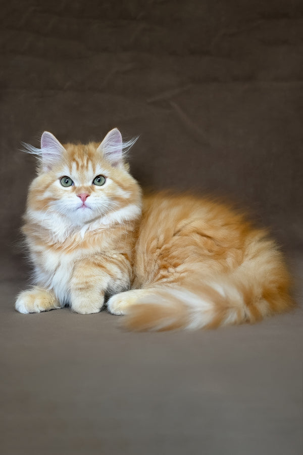 Freddy | Siberian Kitten
